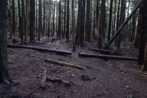 Brushed-out area, Penticton Woods, 20 Dec 2016
